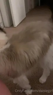 查看 “她一天中的大部分时间仍然藏起来，但我觉得她正在互动更多！("she’s still hiding most of the day but i feel like she’s interacting a bit more !! 的详细介绍与播放