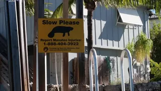 “与海牛的皮划艇| Annas Life Luxies \ ntoday，@annaslifelux在佛罗里达钥匙中划皮划艇，并带您和她一起观看他们的自然栖息地中的一些海牛！ .com/annaslifelux“("Kayaking with Manatees | Annas Life Luxuries\nToday, @annaslifelux is kayaking in the Florida Keys and taking you along with her to watch some mana 玩家亲测好评资源