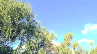 真是一棵好树 - 1080P超清画质展示图