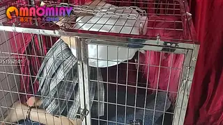 无法自主的终极囚徒：当绳索将她紧紧锁在笼子里她便彻底失去了所有的自由 - 高清流媒体极速加载