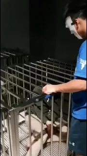 猫咪av站精选视频：小奶狗就是要关在篓子里调教 完整版