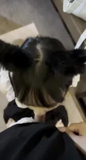 jk双马尾嫩妹口交 最新更新资源合集