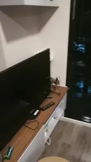 猫咪av站题材必看：酒吧泡上金发骚女 封面图